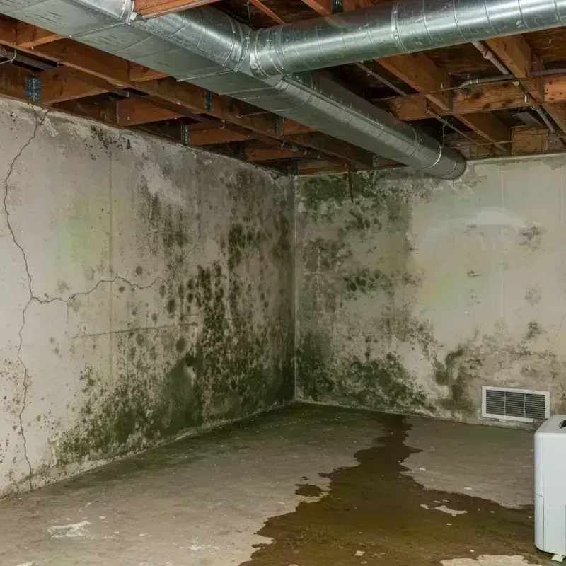 Professional Mold Removal in Jennings, MO